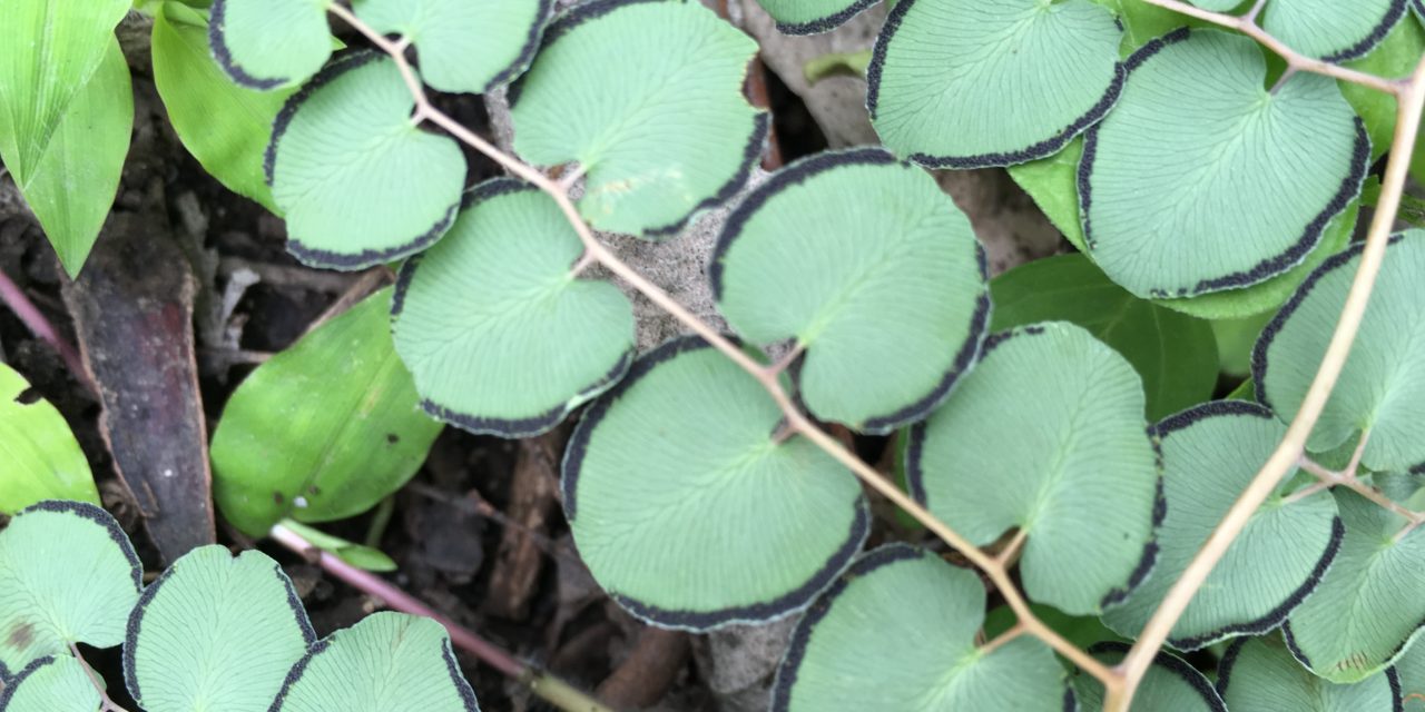 Pellaea cordifolia