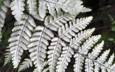 Aleuritopteris farinosa