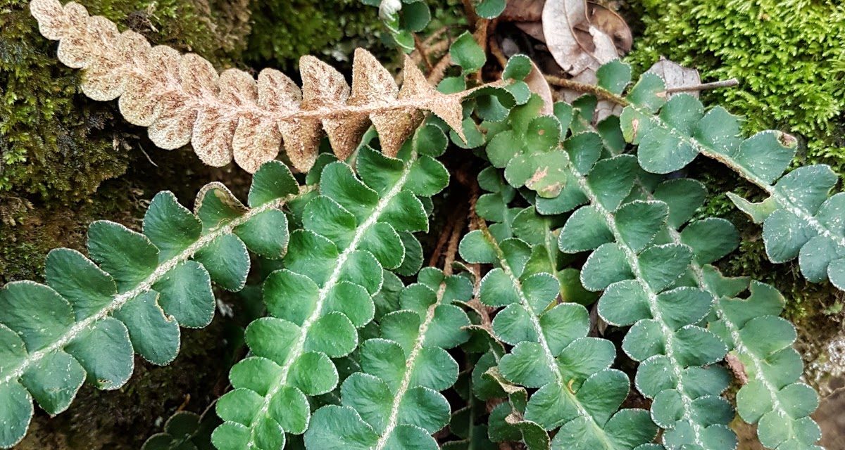 Asplenium ceterach