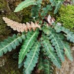 Asplenium ceterach