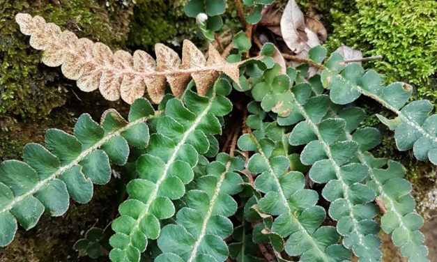 Asplenium ceterach