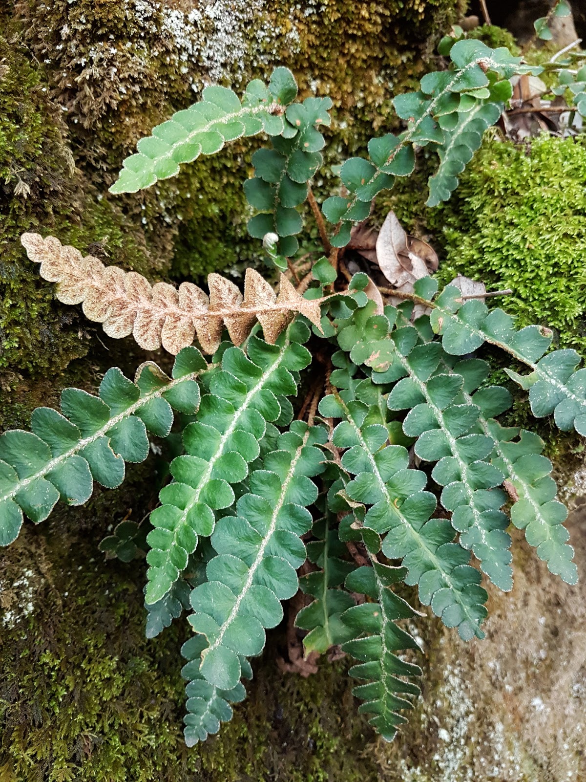 Asplenium ceterach