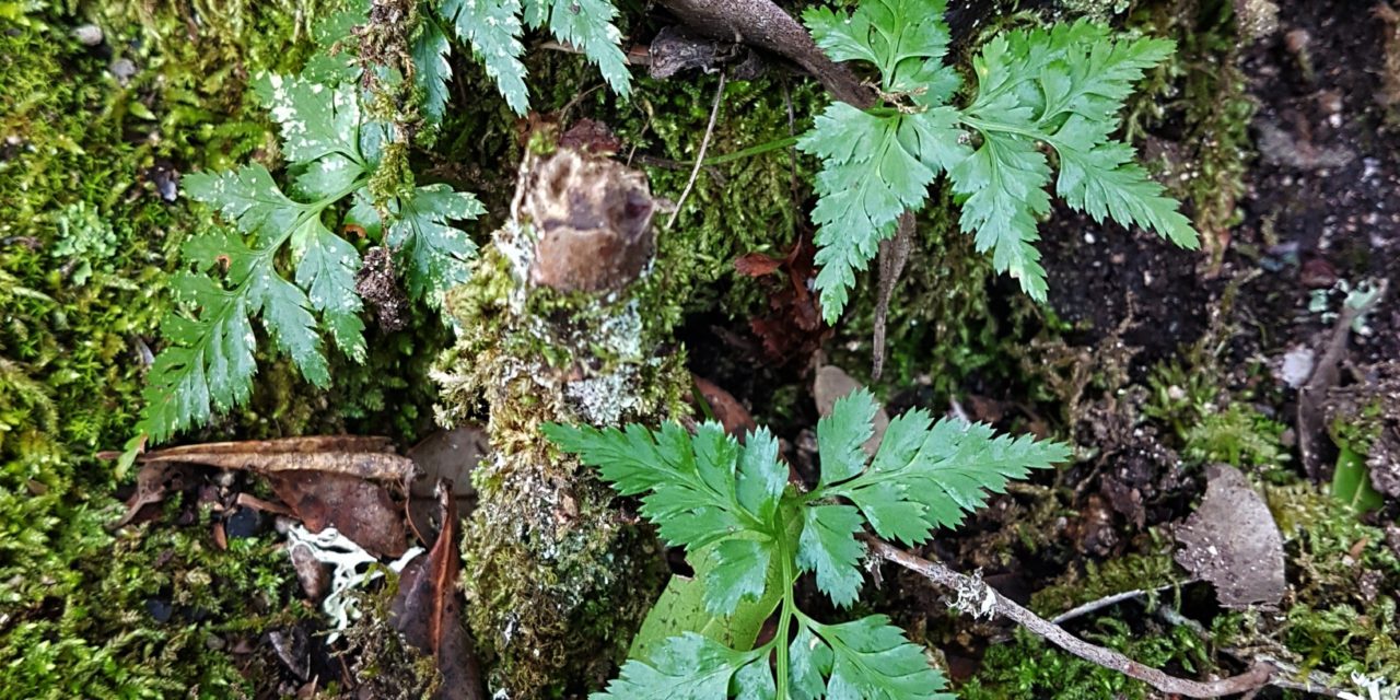 Asplenium onopteris