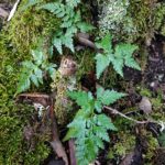 Asplenium onopteris