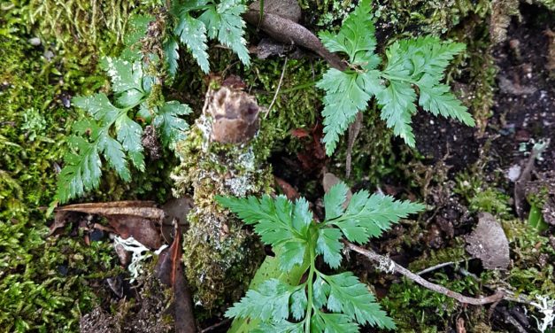 Asplenium onopteris