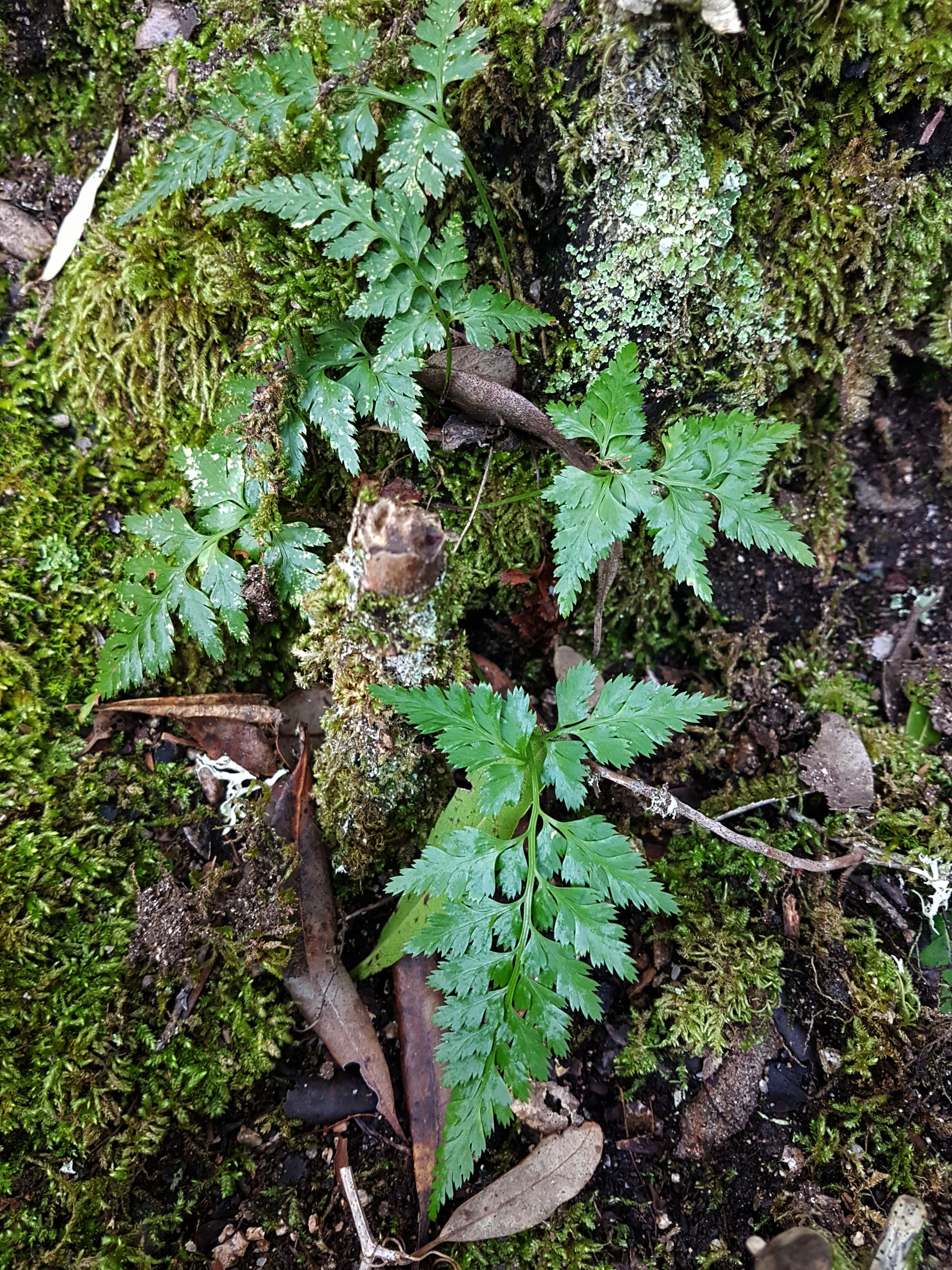 Asplenium onopteris