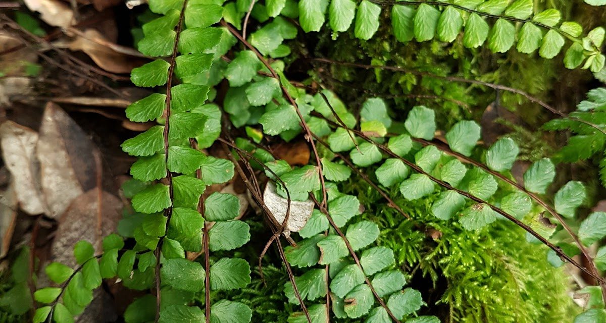 Asplenium trichomanes