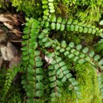 Asplenium trichomanes