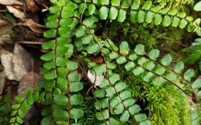 Asplenium trichomanes