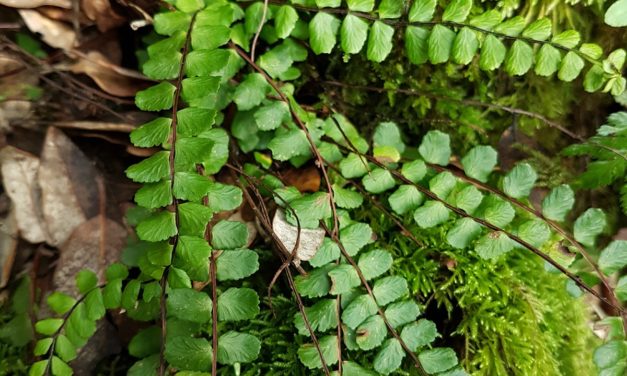 Asplenium trichomanes