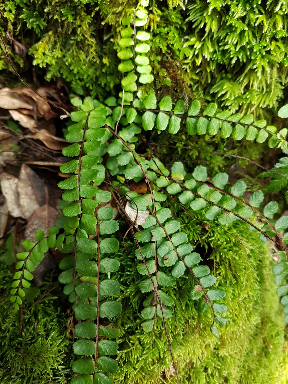 Asplenium trichomanes