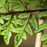 Cheilanthes guanchica