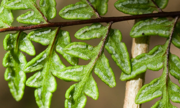 Cheilanthes guanchica