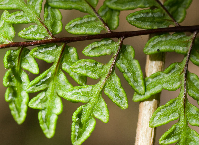 Cheilanthes guanchica