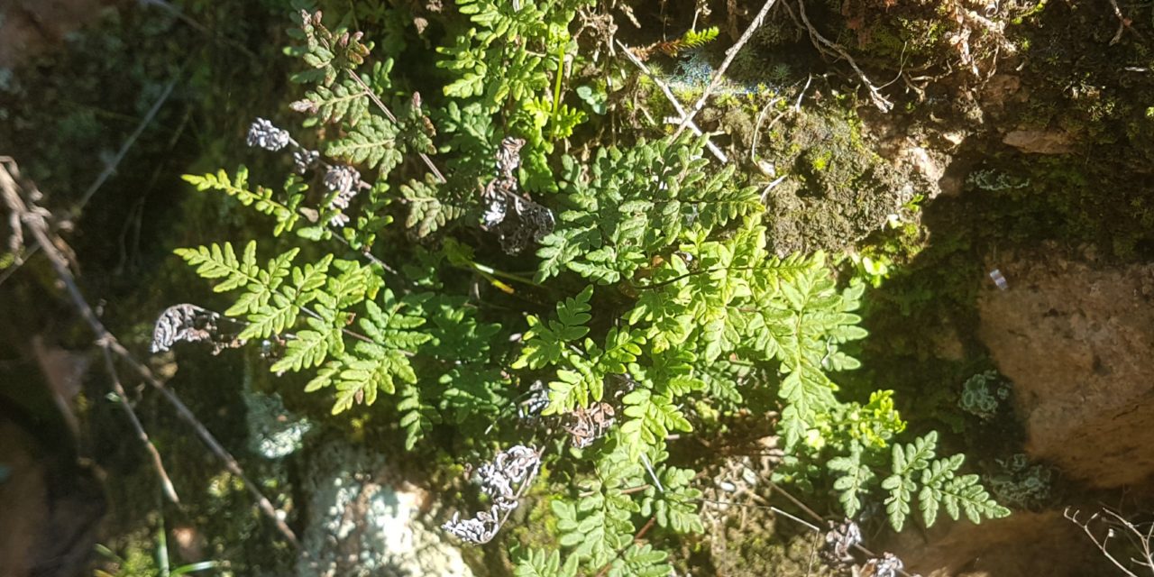 Cheilanthes guanchica