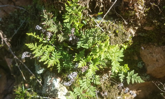 Cheilanthes guanchica