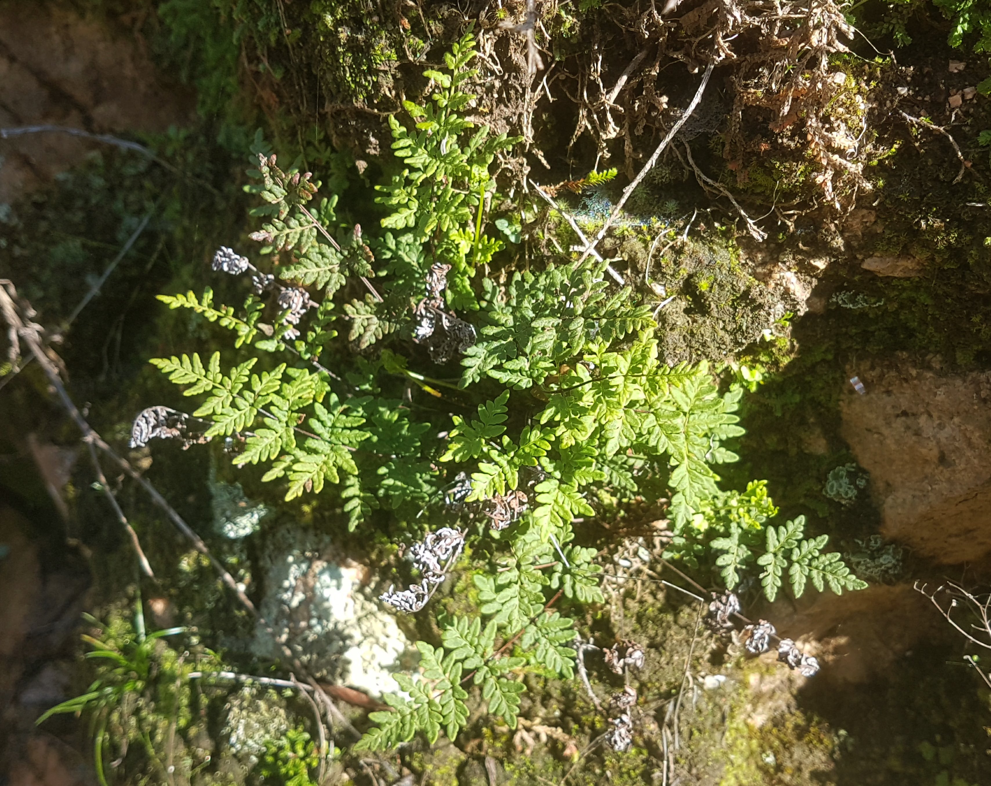 Cheilanthes guanchica