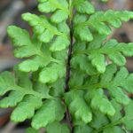 Cheilanthes maderensis