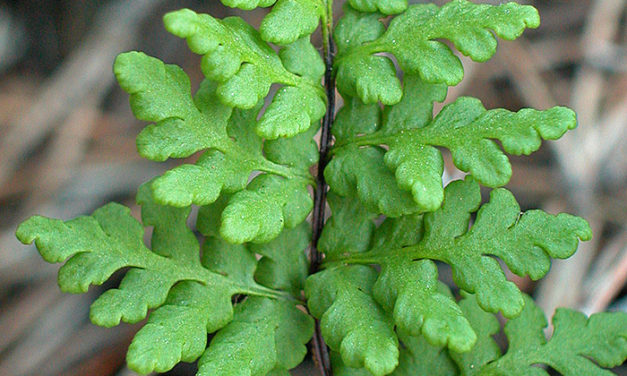 Cheilanthes maderensis