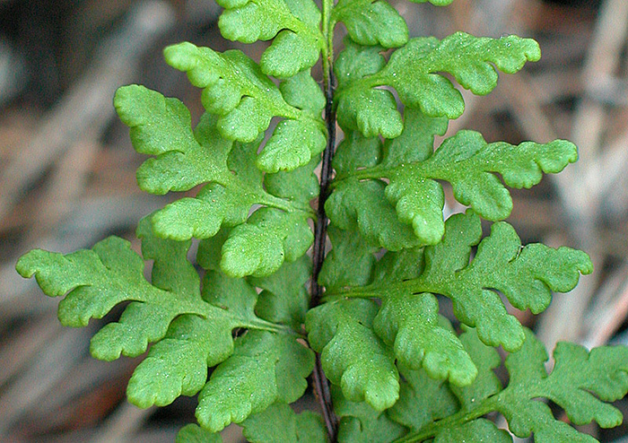 Cheilanthes maderensis