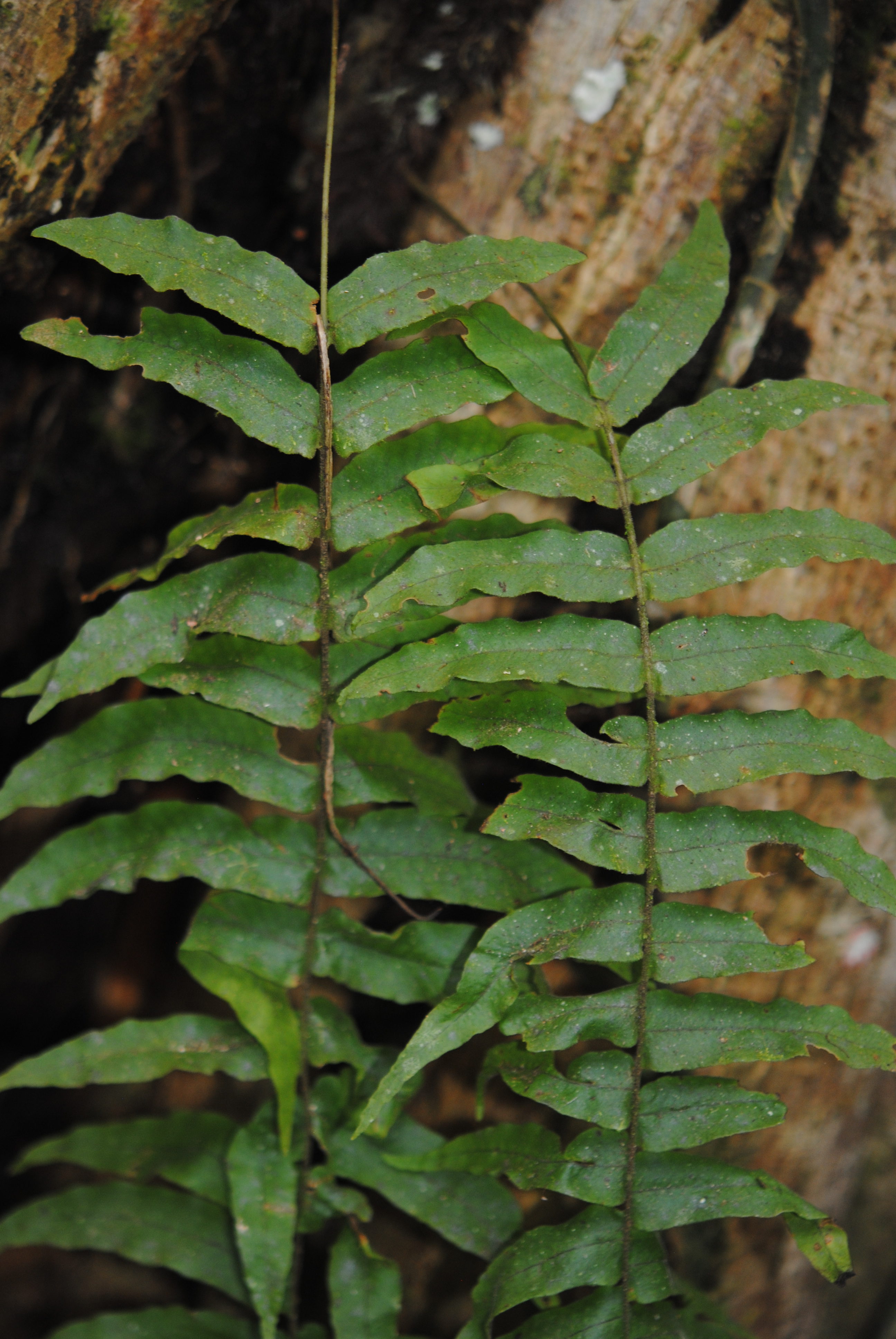 Serpocaulon dissimile