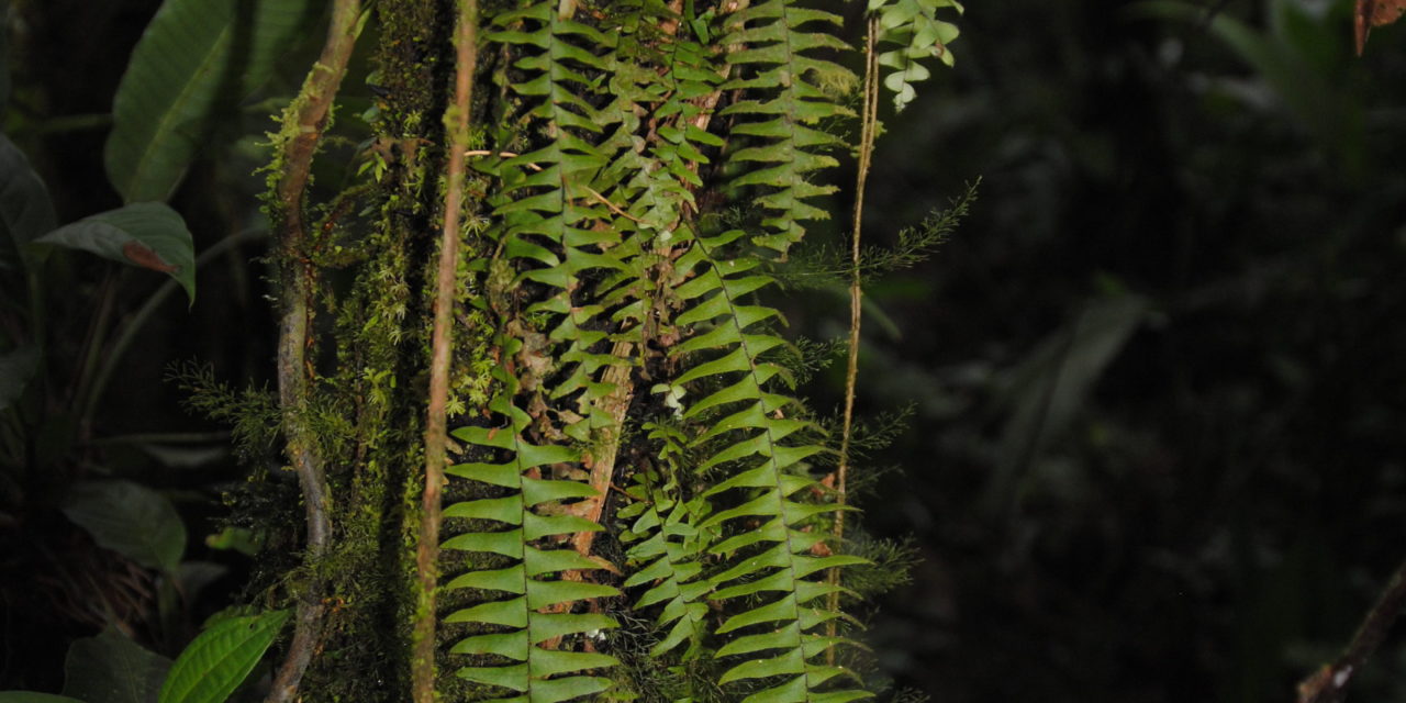 Terpsichore lehmanniana