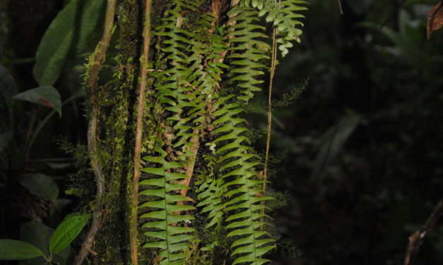 Terpsichore lehmanniana