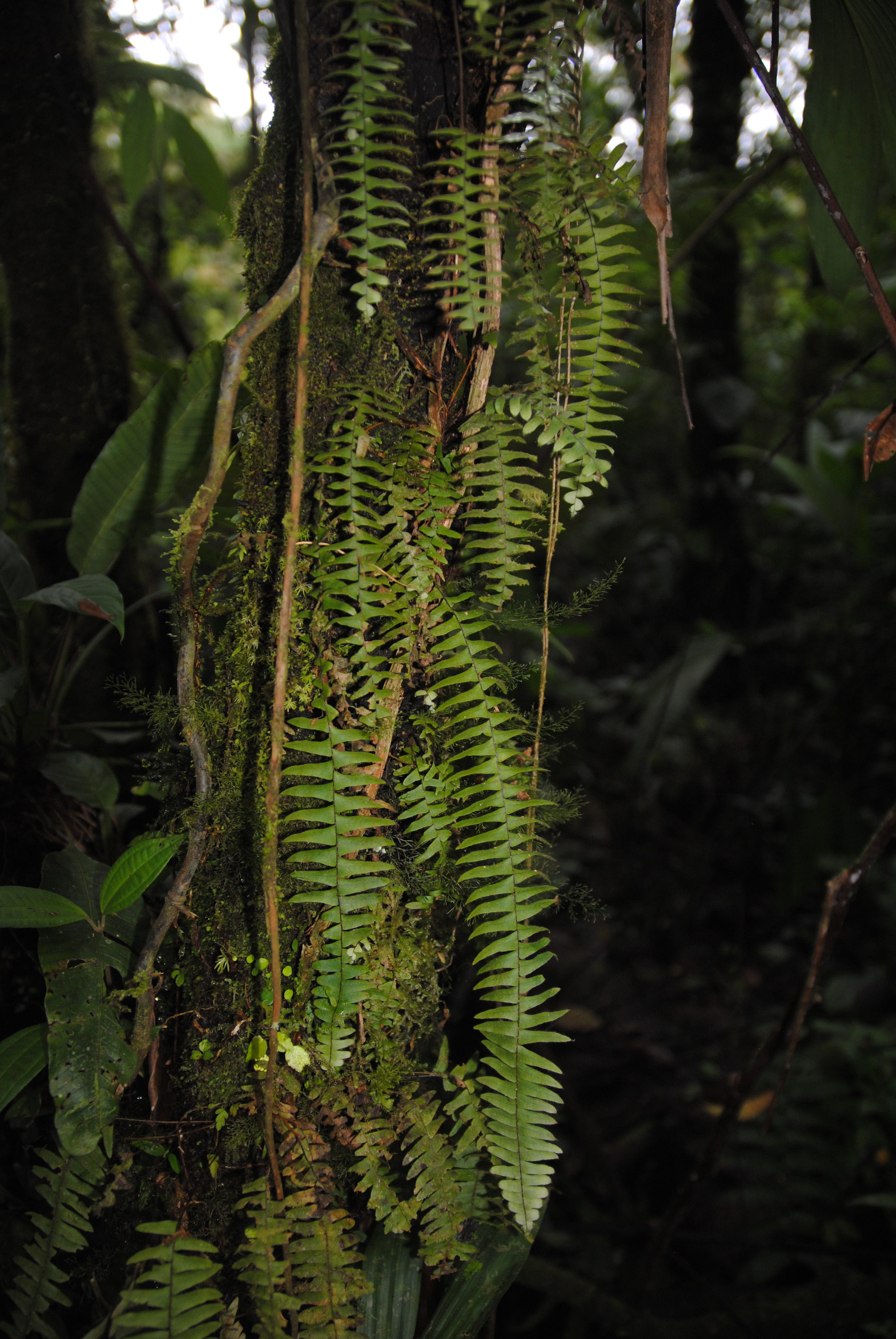 Terpsichore lehmanniana