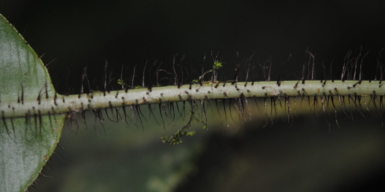 Elaphoglossum erinaceum