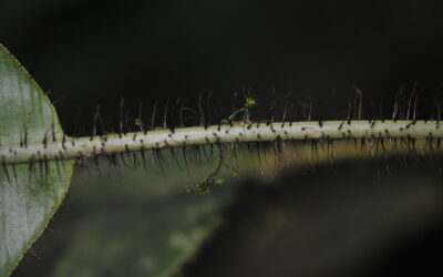 Elaphoglossum erinaceum