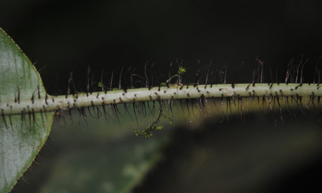 Elaphoglossum erinaceum