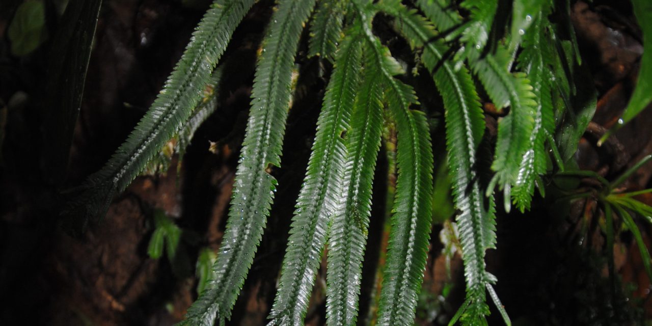 Selaginella bombycina