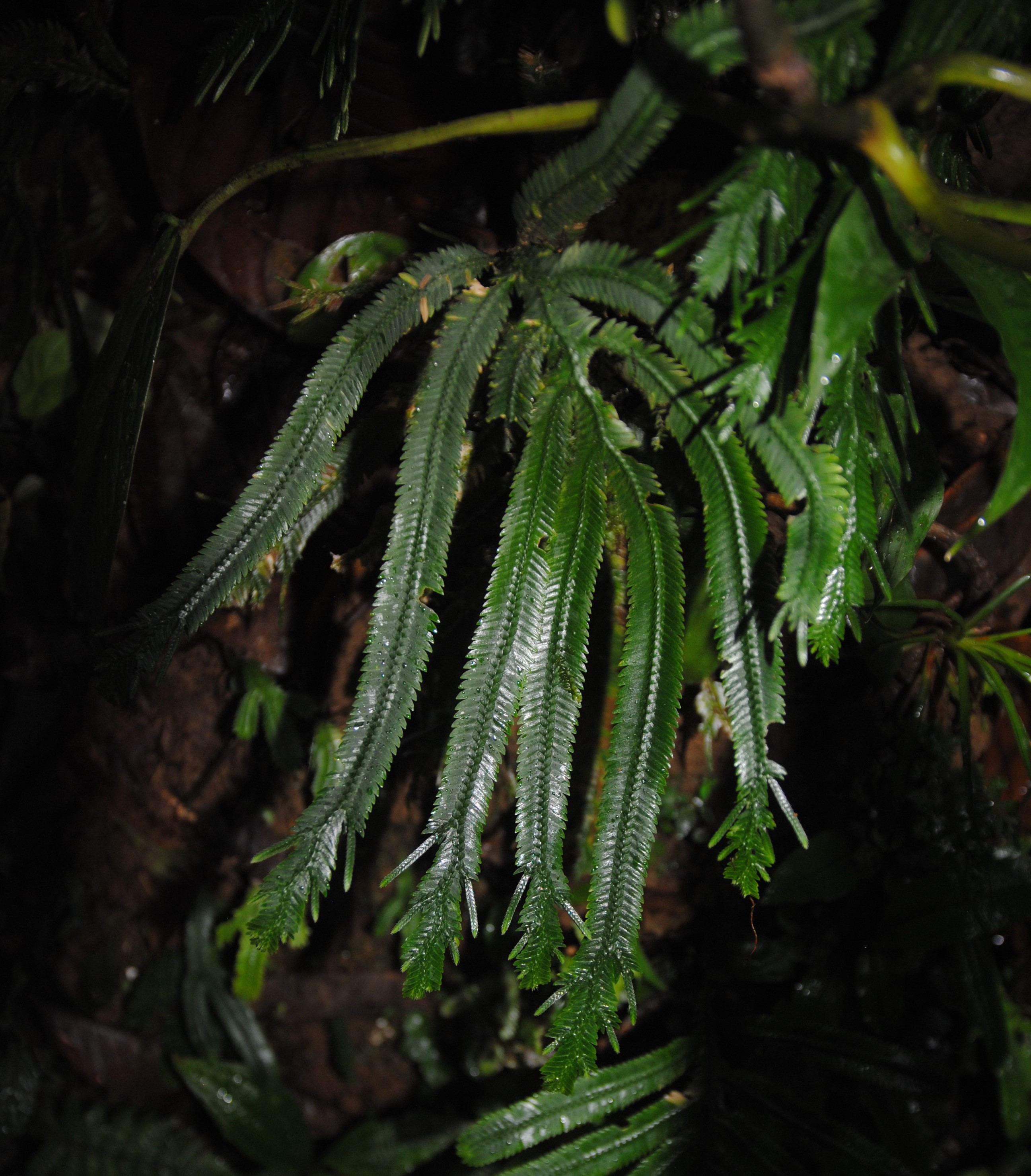 Selaginella bombycina