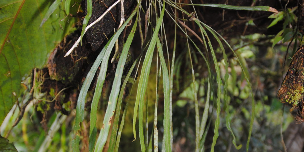 Elaphoglossum caricifolium