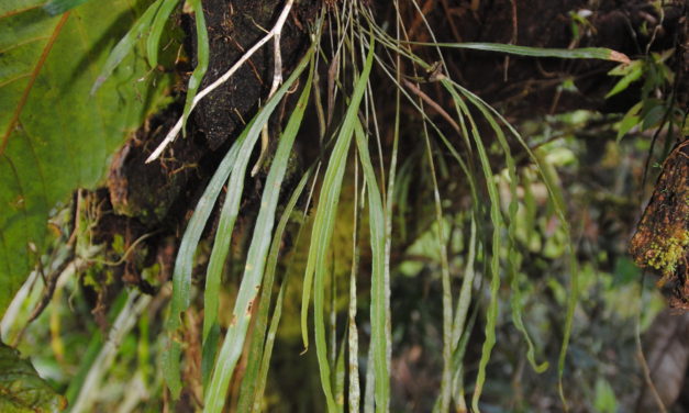 Elaphoglossum caricifolium