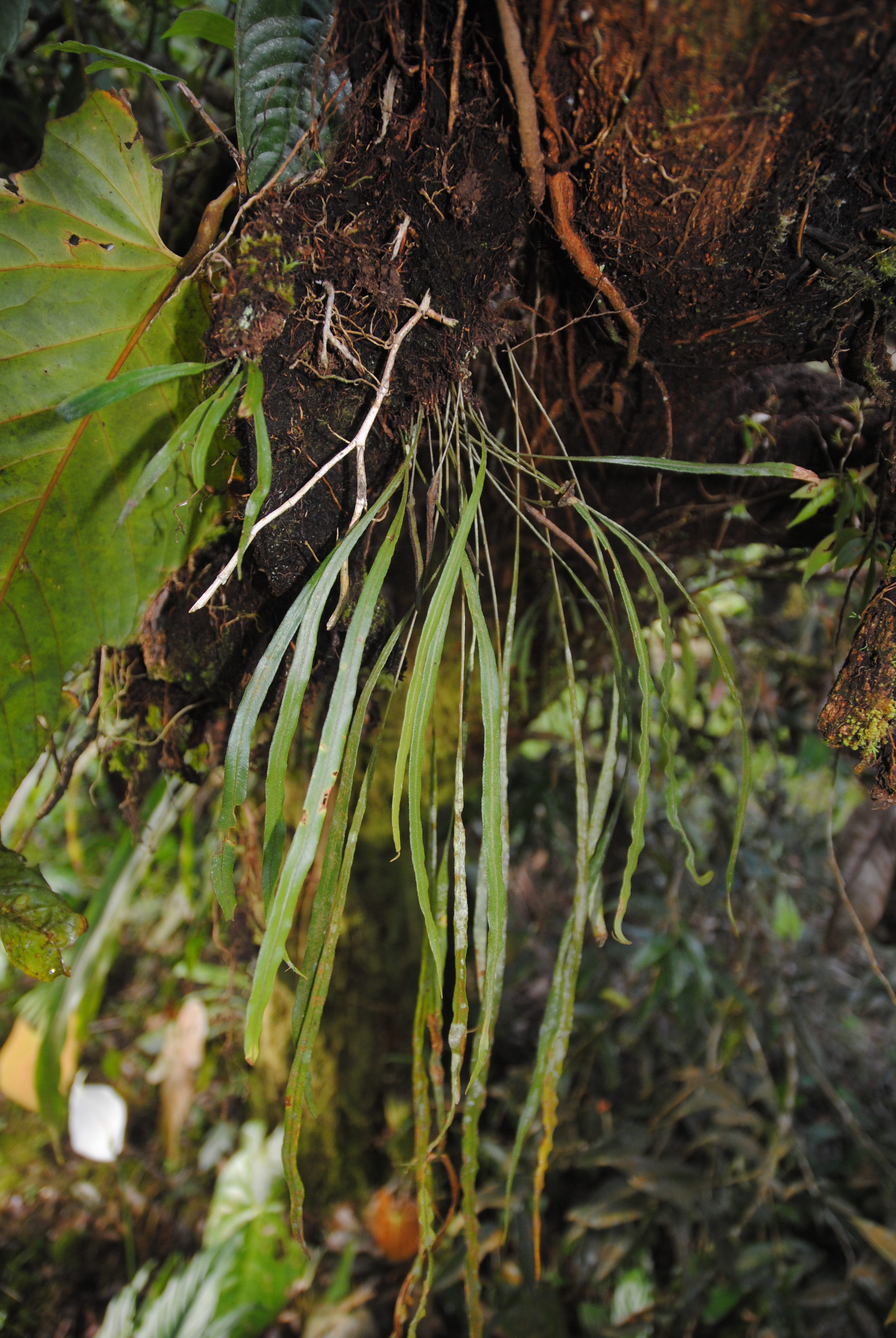 Elaphoglossum caricifolium