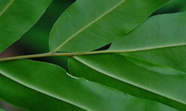 Pteris grandifolia