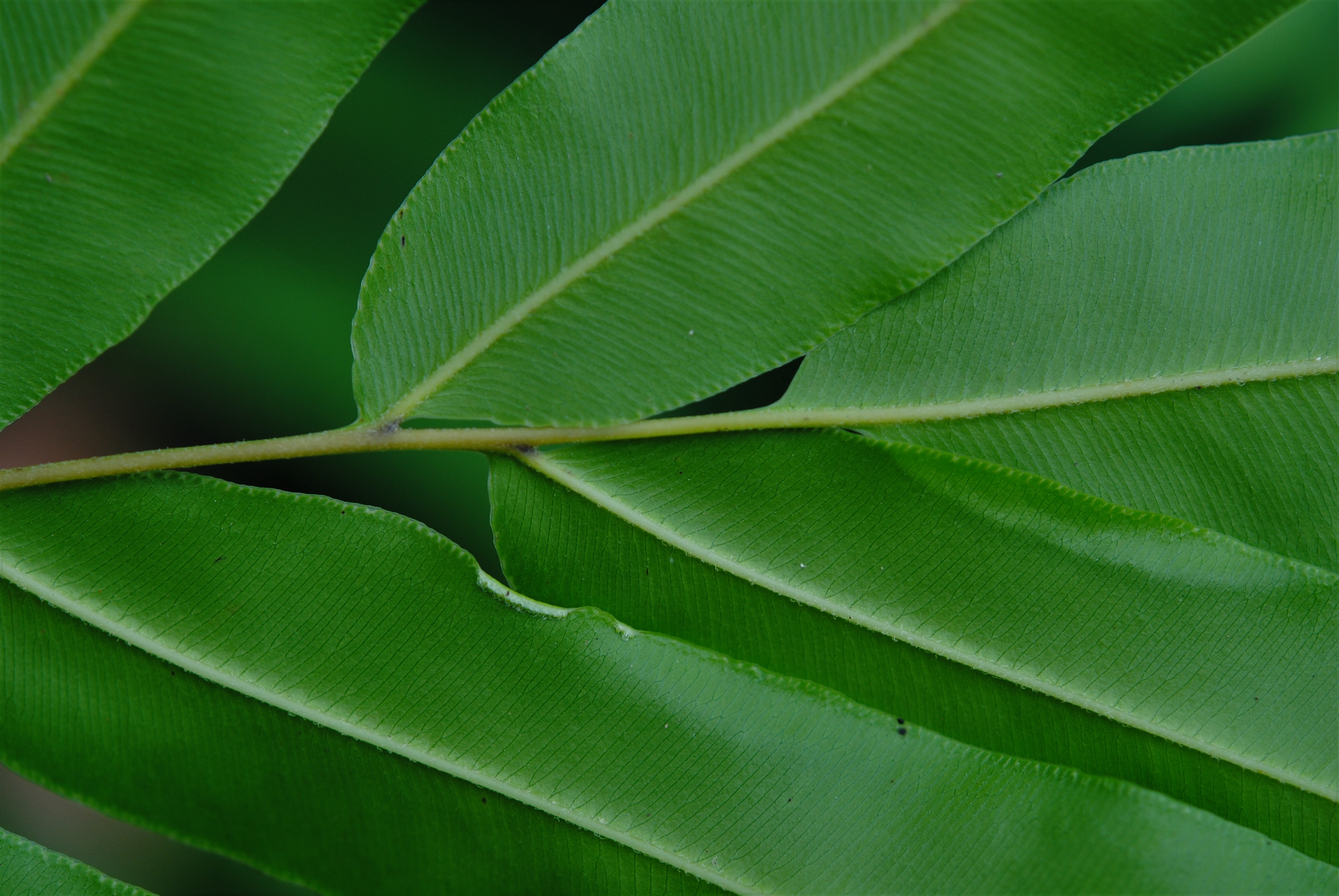 Pteris grandifolia