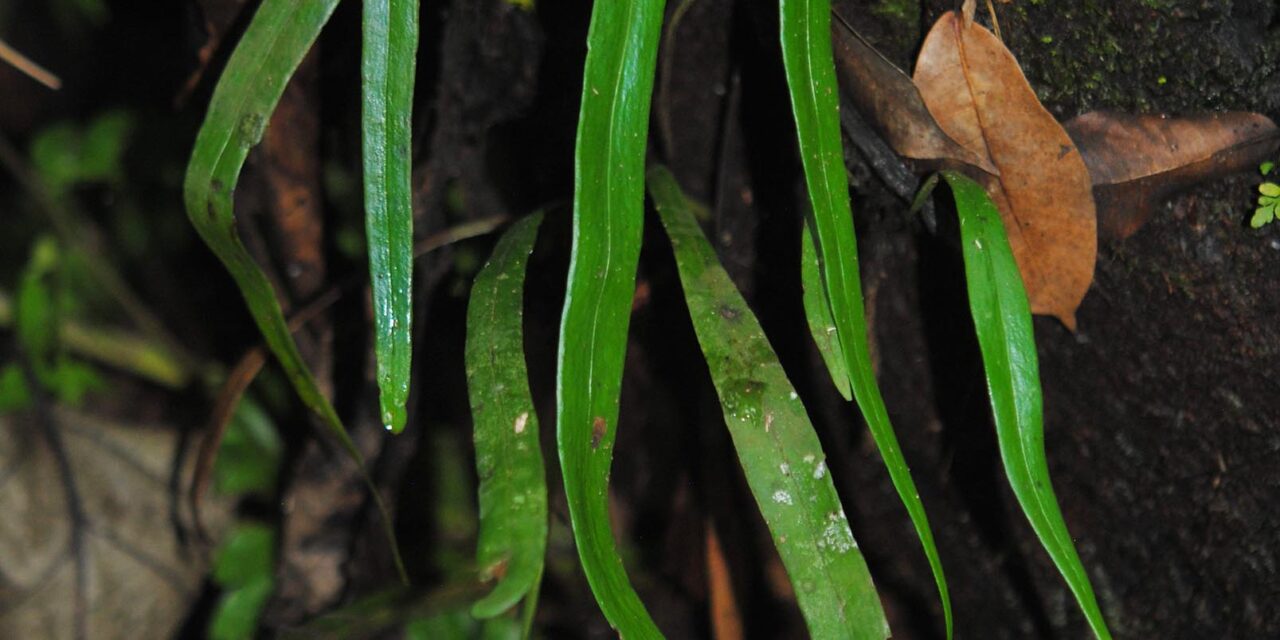 Ananthacorus angustifolius