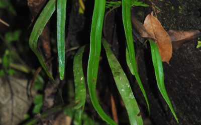 Ananthacorus angustifolius