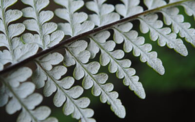 Pityrogramma dealbata