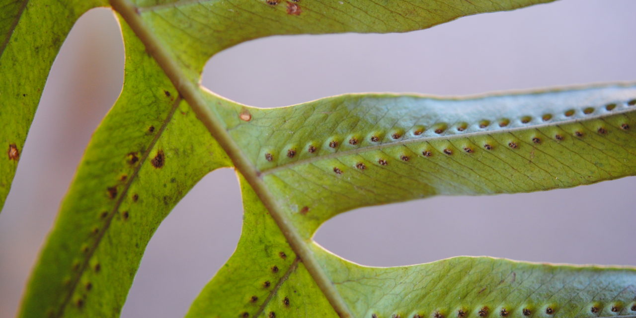 Serpocaulon attenuatum