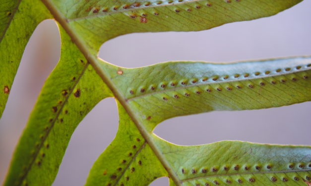 Serpocaulon attenuatum