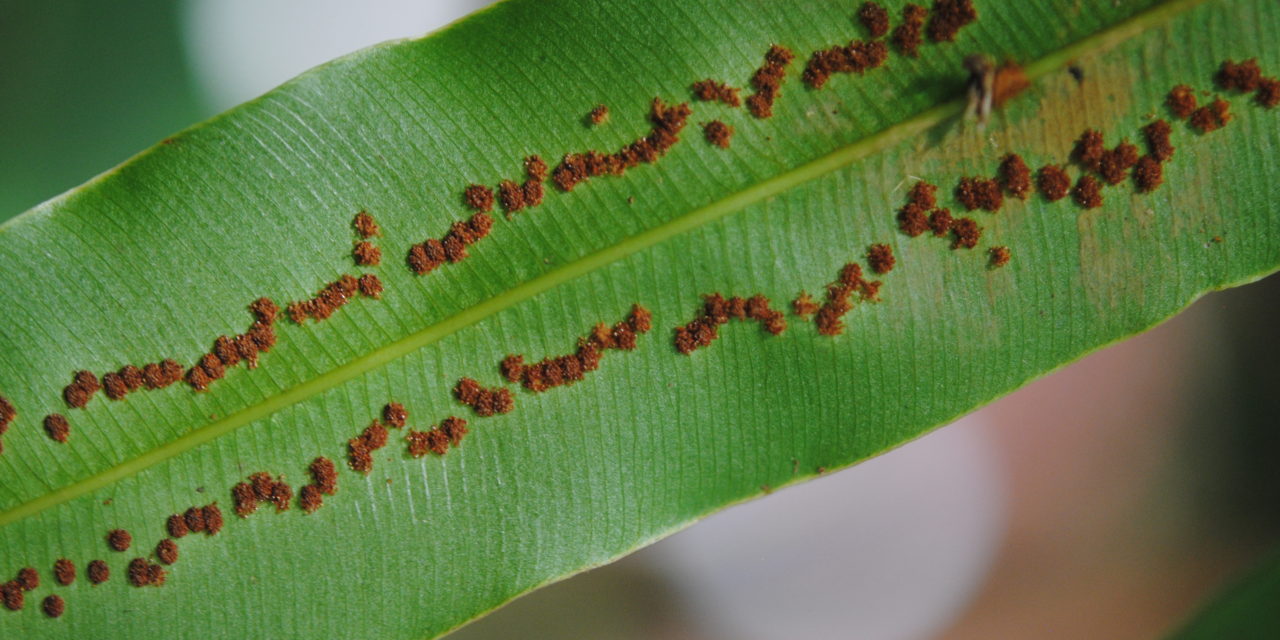 Metaxya rostrata