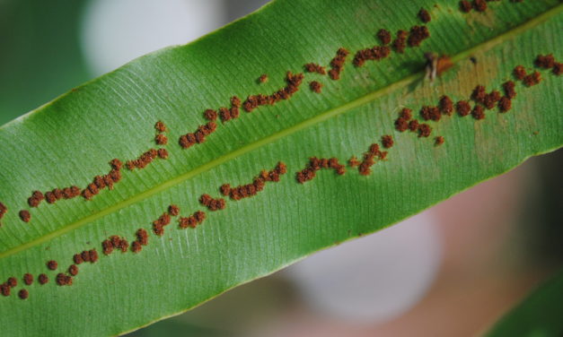 Metaxya rostrata