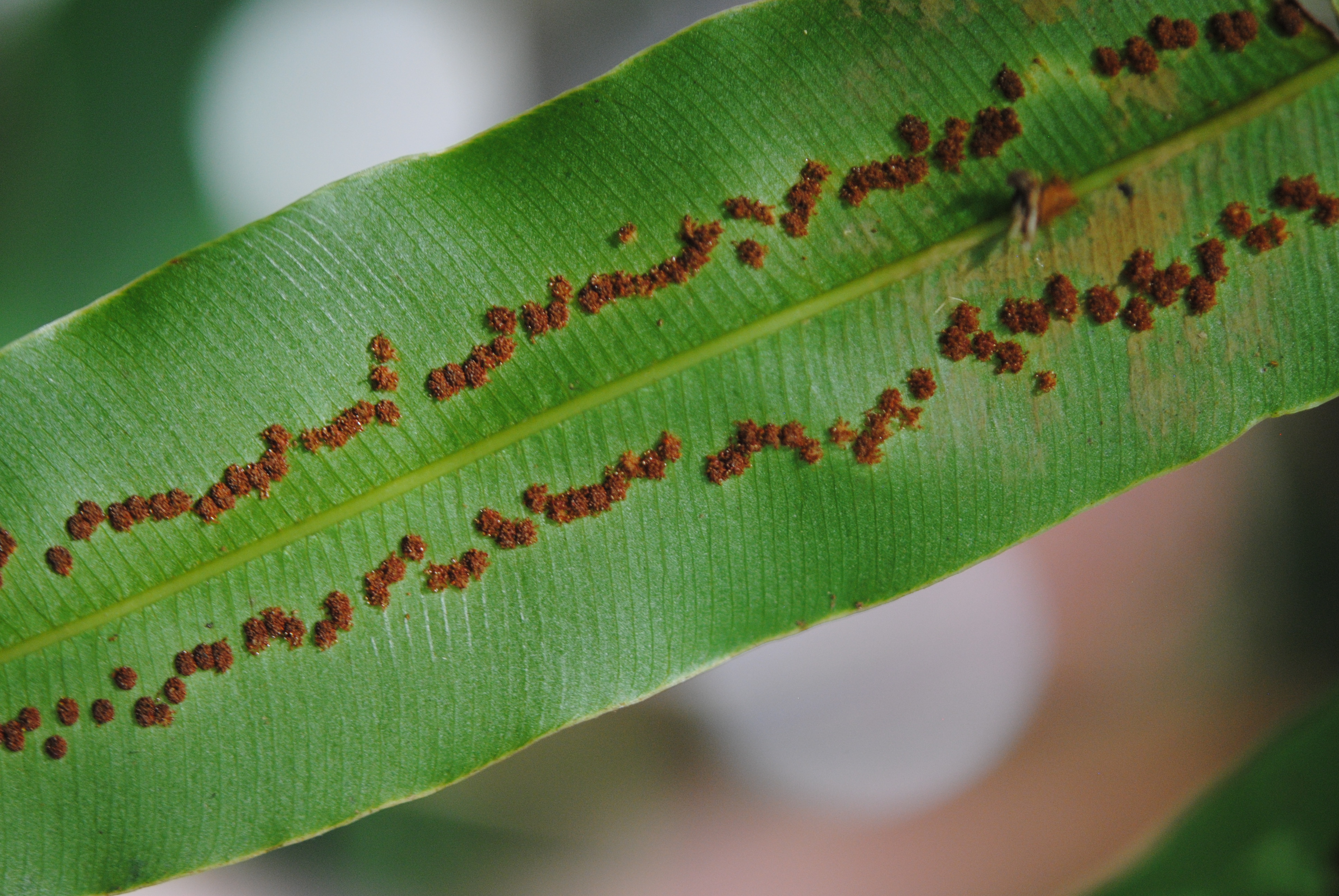 Metaxya rostrata