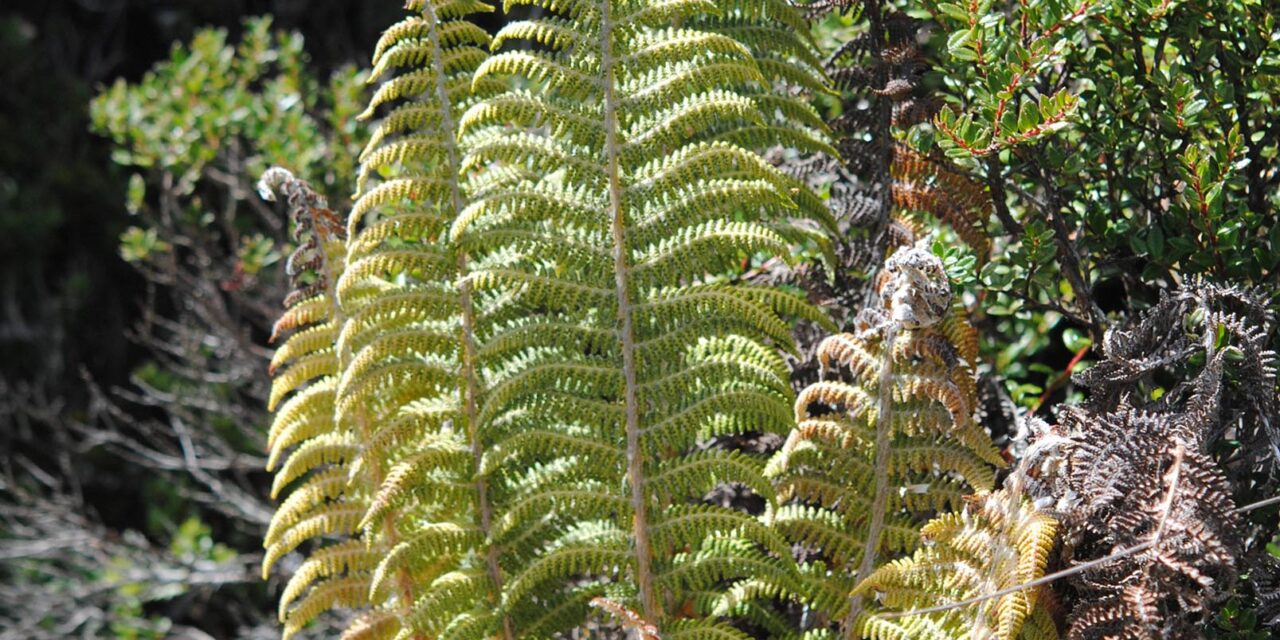 Polystichum speciosissimum