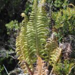 Polystichum speciosissimum