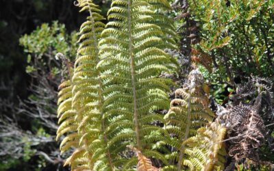 Polystichum speciosissimum