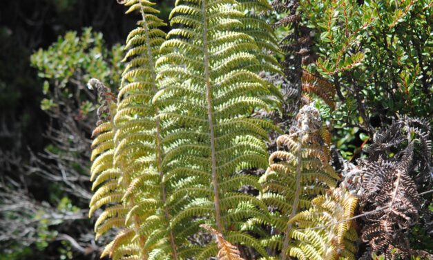 Polystichum speciosissimum